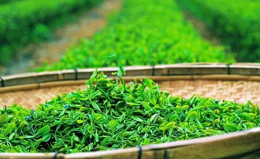海丝国际茶文化论坛参会侨胞：向世界讲好中国茶故事
