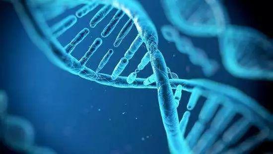 中国科研人员发现可延缓衰老新型“基因疗法”