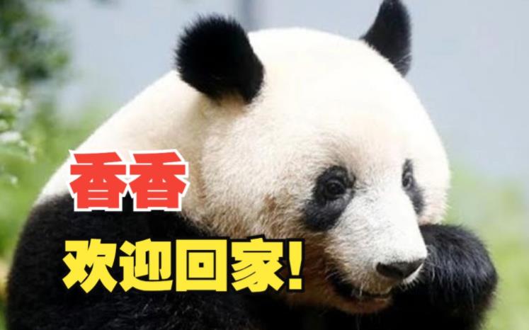 旅日大熊猫“香香”今日回国 一起接它回家！