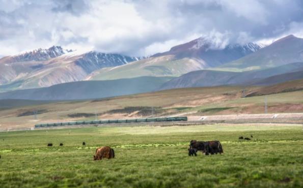 中国出台青藏高原生态保护法 加强青藏高原生物多样性保护