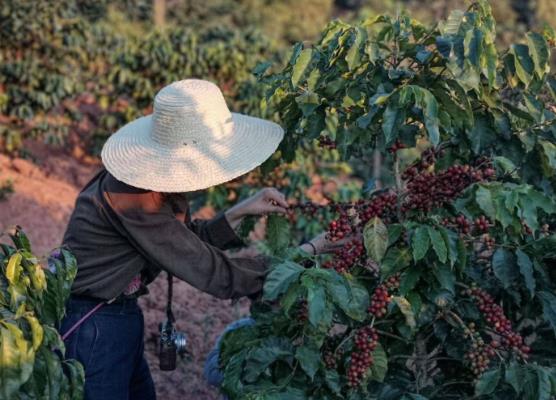 “金豆子”如何炼成？小小咖啡豆带出活色生香大产业！