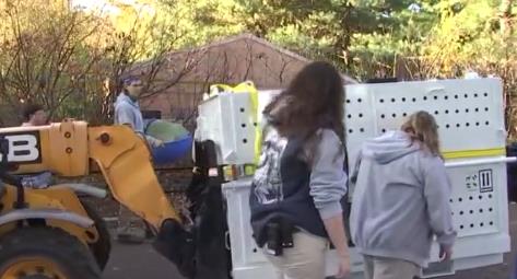 旅美大熊猫“美香”一家三口启程回国