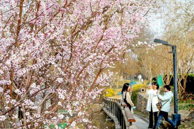 北京推出132处公园赏花片区
