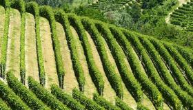 吃得更健康 科技范更强——展会里的乡村产业发展新动向