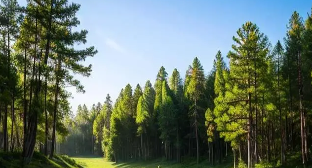 “人均100棵树”,我国成全球增绿最多最快的国家