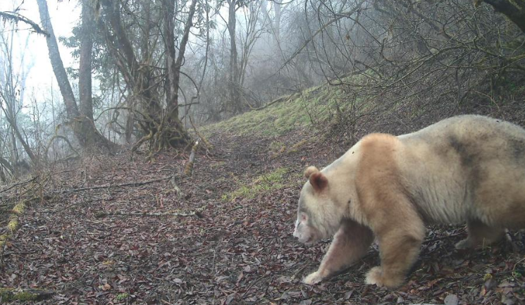 珍稀身影再度现身：全球唯一野生白色大熊猫亮相四川卧龙