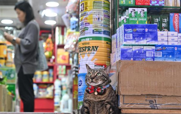 猫店长”走红香港街巷 宠物IP赋能社区经济