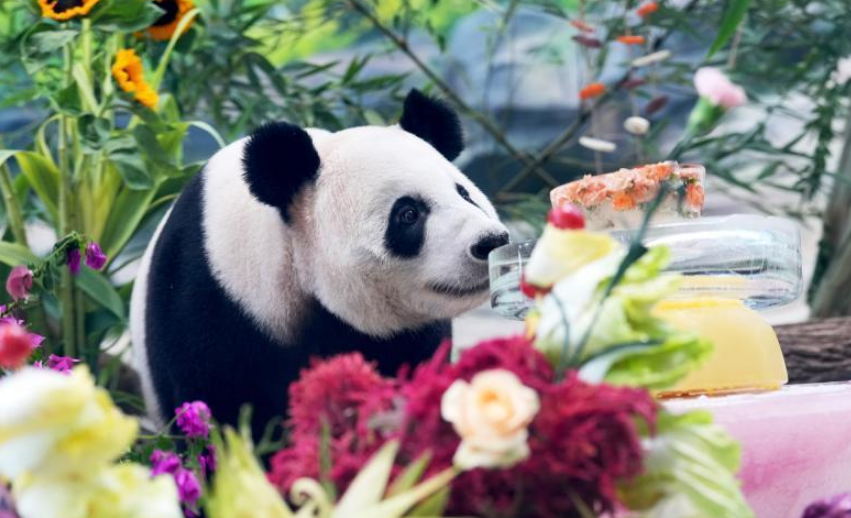 中国大熊猫保护研究中心举办大熊猫生日季丰容活动